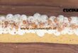 È sempre mezzogiorno | Rotolo di panna e nocciole ricetta Barbara De Nigris